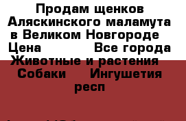 Продам щенков Аляскинского маламута в Великом Новгороде › Цена ­ 5 000 - Все города Животные и растения » Собаки   . Ингушетия респ.